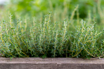 Thyme growing in a wooden crate outdoor.  Organic herb cultivation, agriculture concept. - obrazy, fototapety, plakaty