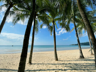 Tropical beach. White clean sand. Palm trees. Beautiful sea, boat and green cape in the distance. Dreamland for travel. Blue sky, white clouds. Coconuts, leaves. Summer paradise. Tourism in Thailand. 