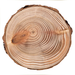 Cut, slice, section of larch tree wood isolated on a white background.  Macro shot of a cut tree with annual rings. Stump, trunk of an old tree. - obrazy, fototapety, plakaty