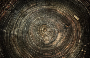 Cut down an old oak tree with annual rings. Close-up, macro shot. Background on the theme of aging, withering, history, etc