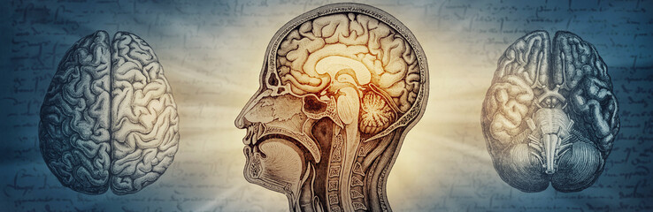 Anatomical image of the human brain creative background. The concept of education, science,...