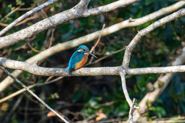 枝にとまり餌を探すカワセミ