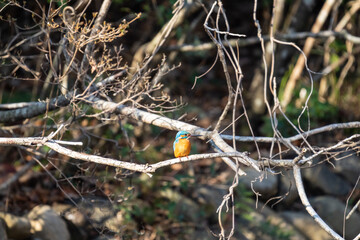 枝にとまり餌を探すカワセミ