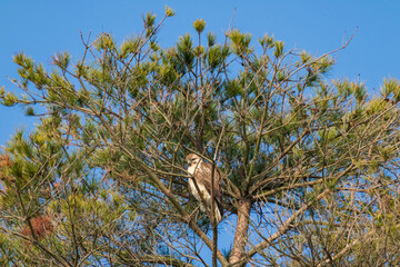 枝にとまり休憩するノスリ