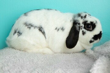 black and white lopped ear bunny rabbit lying down