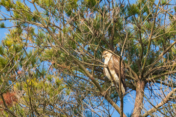 枝にとまり休憩するノスリ