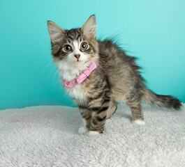 brown and white tabby kitten cat wearing pink bowtie