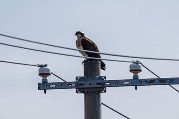 電信柱で休憩するミサゴ