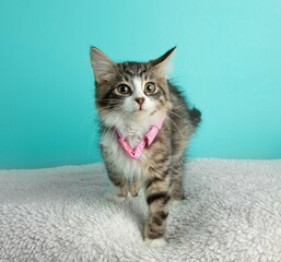 brown and white tabby kitten cat wearing pink bowtie making funny face