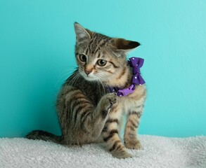 brown tabby kitten cat wearing purple bow tie scratching funny face