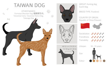 Taiwan dog clipart. Different poses, coat colors set