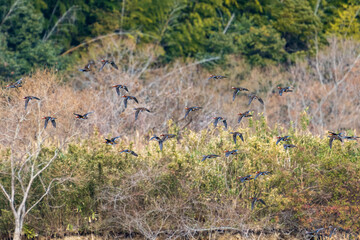 群れで飛翔するオシドリ