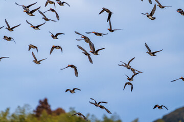 群れで飛翔するオシドリ