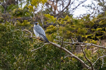 枯れ枝にとまり振り返るハヤブサ