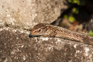 Lizard resting in the sun