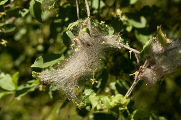 Spider Nest with small baby spiders