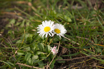 daisy flower (Bellis perennis) standing in the sun
