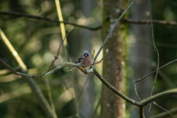 Vogel