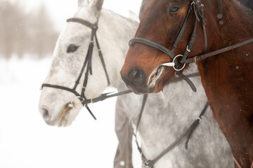 Fototapeta premium Two horses are white and brown in a bridle and a headband in a winter field. Large portrait of stallions. Space for text