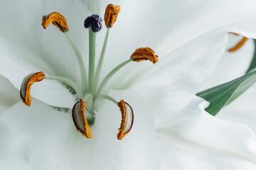 white lily pistils close up