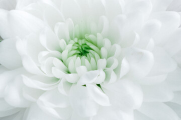 Fototapeta premium white chrysanthemum, bud close up