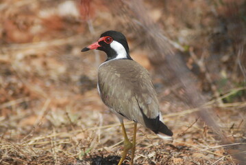 Red Wattled Lapwing