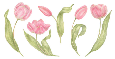 Watercolor hand drawn flowers tulips set in vintage style. Spring Botanical illustration isolated. Perfect for greeting cards, wedding invitation, birthday and mothers day cards.