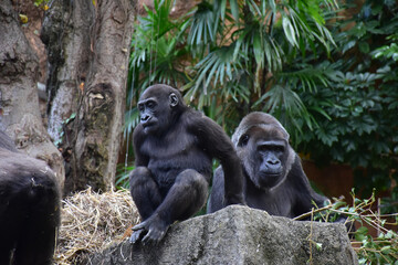 のんびり過ごすゴリラの兄弟