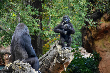 Obraz premium ドラミングをするゴリラの子供