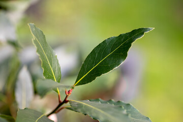 Close up of fresh bay leaves growing on a tree.