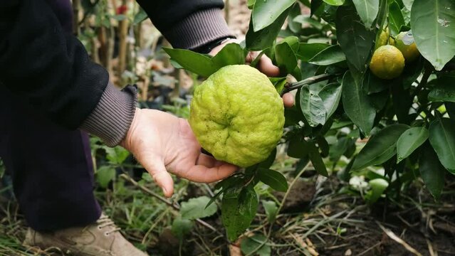 An old farmer is checking Citrus medica at harvest time.