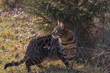 Naklejka na ściany i meble A leopard cat in the sunlight in a grass by autumn day