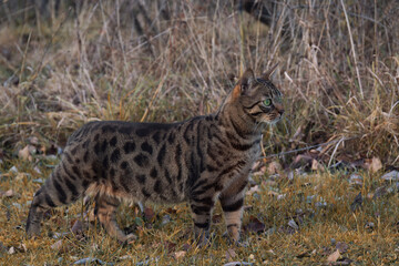 A leopard cat against a grass by autumn day