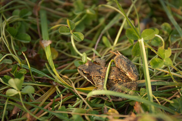 A closeup shot of a frog in a grass by summer day