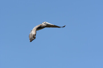 Brown pelican soaring over the Mississippi River in New Orleans, LA, USA