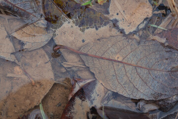 Close-up shot of foliage in water by autumn day