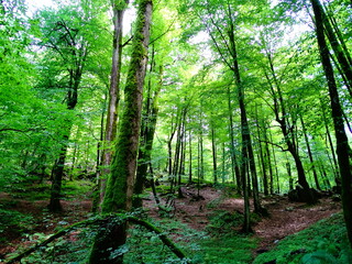 Obraz premium Namakabrud, Dalkhani jungle, Iran