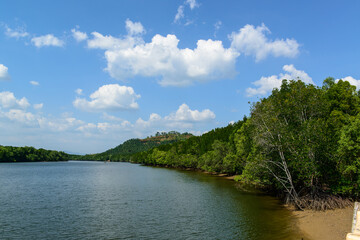 Fototapeta na wymiar Mangrove forest at Thamsua Community Based Tourism (OTOP for tourism) is located in Ao Luek Tai, Ao Luek District, Krabi, Thailand.
