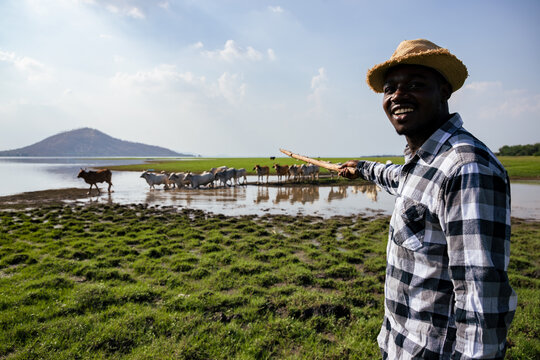 Africa American man feed and care the subsistence of cows in local farm near river and using a wood for control livestock. A farmer is a profession that requires patience and diligence