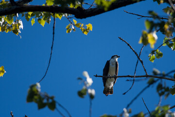 Osprey perched high up in tree viewed through branches