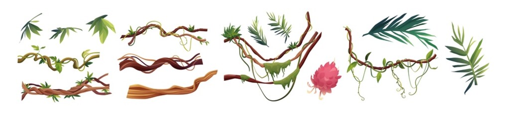 Liana or vine winding branches cartoon vector illustration. Jungle tropical climbing plants.