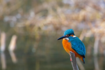 餌を探す綺麗な綺麗なカワセミ