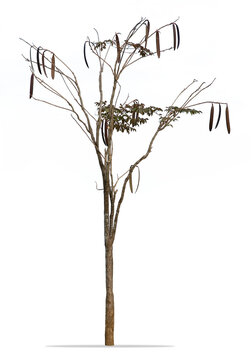 Midnight horror, or Indian trumpet flower, broken bones, tree of Damocles (Oroxylum indicum) : isolated on white background