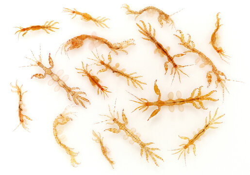 skeleton shrimps on white background