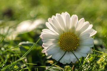 Obraz premium Close-up image of a common daisy