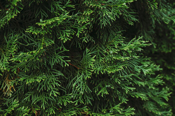 Green thuja branches. Thuja green branch close-up. Against the backdrop of greenery. 