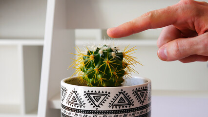 Close-up of a man's hand touching a beautiful cactus in a pot © Stockah