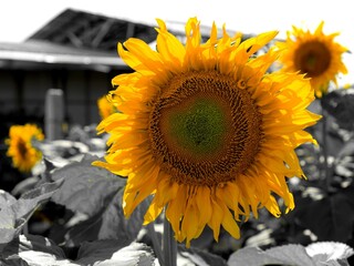 Sunflower - Helianthus annuus - Photos taken on a sunny day in a sunflower garden in Selangor, Malaysia
