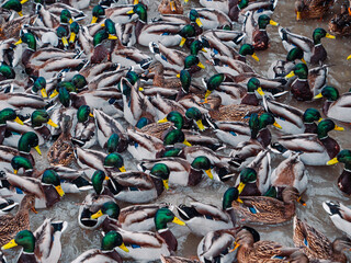 Hordes of hungry ducks on Lake Nizhny Kaban in Kazan. A fight between ducks for food. A pattern of chaotically moving birds 