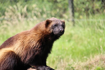 Fototapeta premium Wolverinr